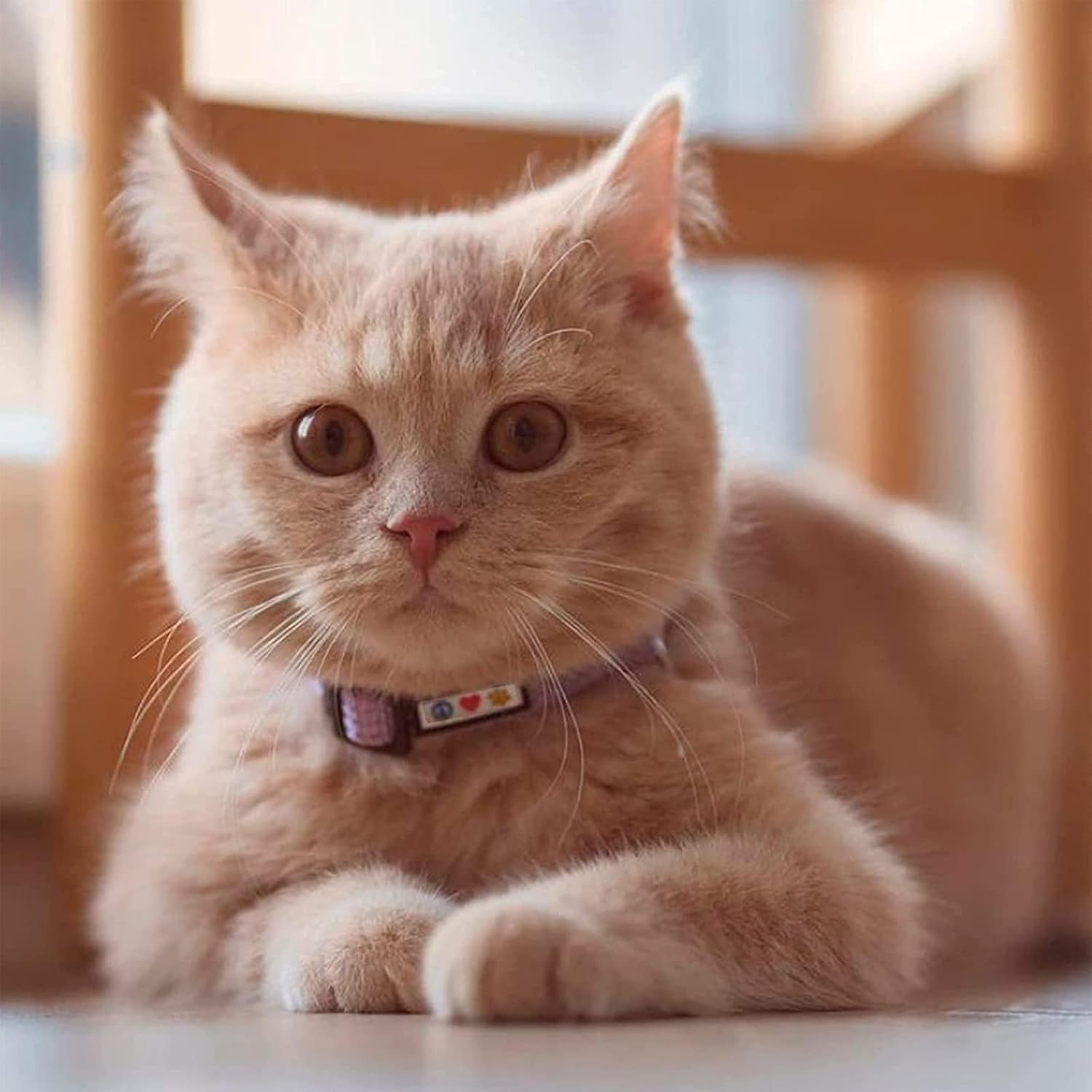 Reflective Breakaway Cat Collar – Adjustable Safety Collar with Removable Bell