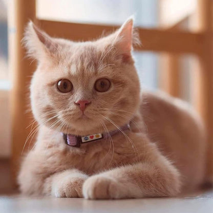 Reflective Breakaway Cat Collar – Adjustable Safety Collar with Removable Bell